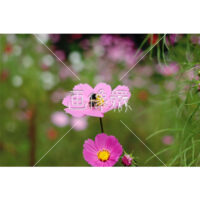 ピンクコスモスの(5)写真