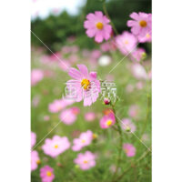 ピンクコスモスの(6)写真