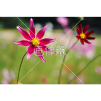 レッドコスモスの(1)写真