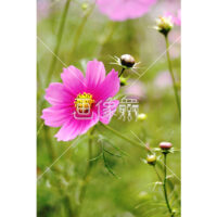 カカシの(1)写真