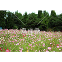 コスモスの(4)写真