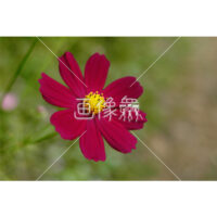 レッドコスモスの(3)写真