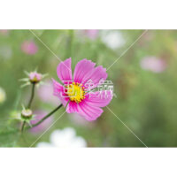 ピンクコスモスの(9)写真