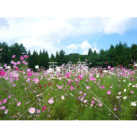 コスモスの(6)写真