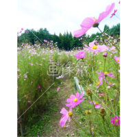 コスモスの(9)写真