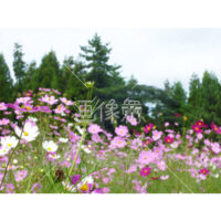 コスモスの(12)写真