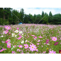 コスモスの(13)写真