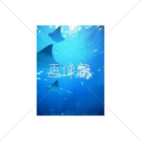 エイの無料写真