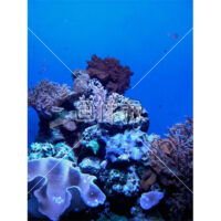 サンゴの写真