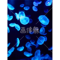 クラゲの(1)写真
