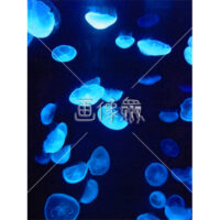 クラゲの(2)写真