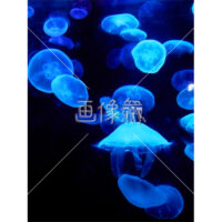 クラゲの(3)写真