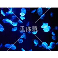クラゲの(5)写真