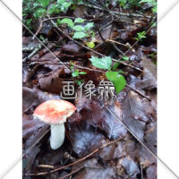落ち葉から出るキノコの無料写真