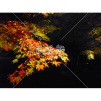 夜の紅葉の無料写真