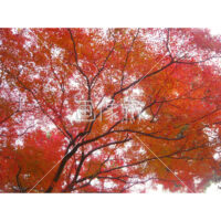 紅葉の無料写真