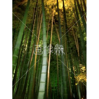 竹林の無料写真