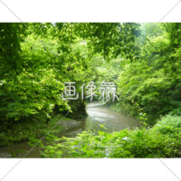 森の川の(2)写真
