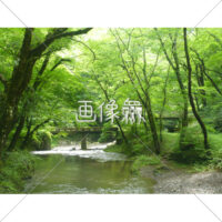 森の川の(3)写真