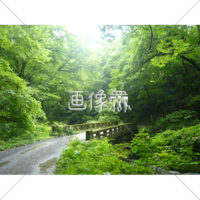 森の山道の写真