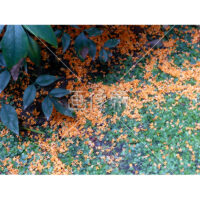 キンモクセイの無料写真