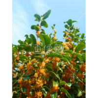 キンモクセイの写真