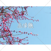 梅の木の(1)写真