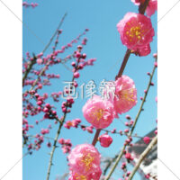 梅の木の(2)写真