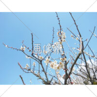 白い梅の木の(1)写真