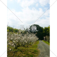 白い梅の木の(3)写真