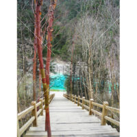 林の遊歩道の写真