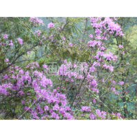 中国・チベット・九賽溝・世界遺産～野山のつつじ写真素材