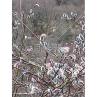 ねこやなぎの写真