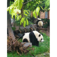 これぞパンダ!の写真素材(1)