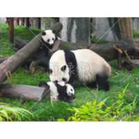 可愛すぎる親子パンダの写真素材(2)