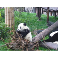 これぞパンダ!の写真素材(2)