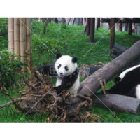 正面から見たパンダの写真素材(1)