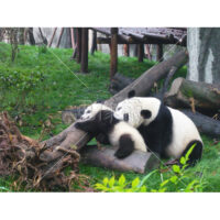 可愛すぎる親子パンダの写真素材(6)