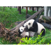 可愛すぎる親子パンダの写真素材(7)