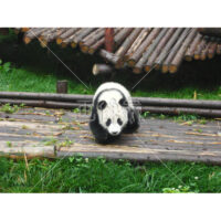 正面から見たパンダの写真素材(2)