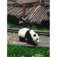 これぞパンダ!の写真素材(3)