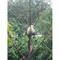 パンダが後ろ向きで木に挟まっている写真素材