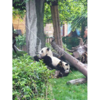 自由気ままなパンダの写真素材(1)