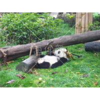 自由気ままなパンダの写真素材(2)