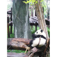 自由気ままなパンダの写真素材(3)