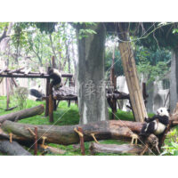 自由気ままなパンダの写真素材(4)