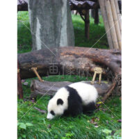 これぞパンダ!の写真素材(4)