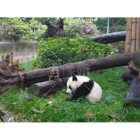 これぞパンダ!の写真素材(5)