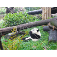 これぞパンダ!の写真素材(6)