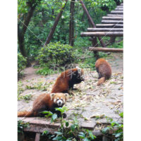 お茶目なレッサーパンダの写真素材